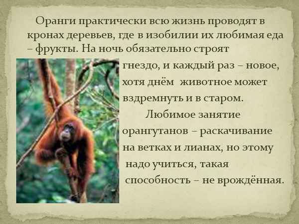 Отряд Приматы: образ жизни, эволюция и классификация