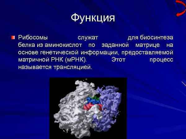Рибосомы: строение, функции, роль в биосинтезе белка