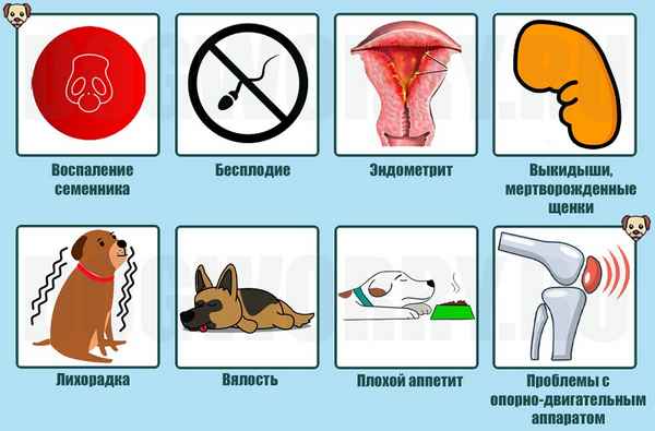 Бруцеллез у собак - прооисхождение болезни, симптомы, лечение