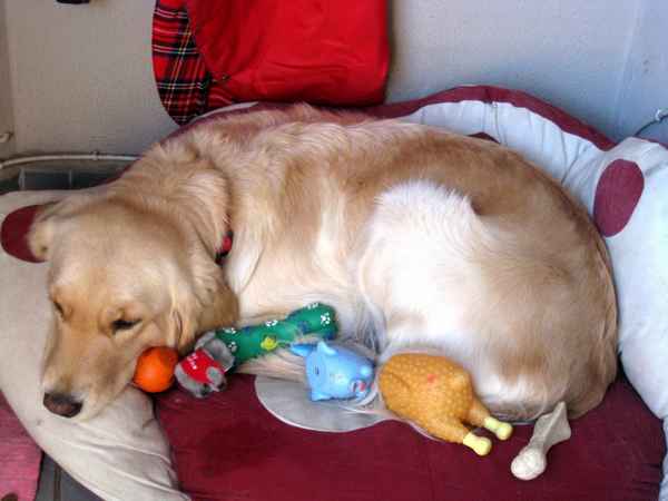 Ложная беременность (щенность) у собак - симптомы и лечение