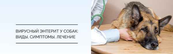 Энтерит у собак — виды инфекций, их симптомы и лечение