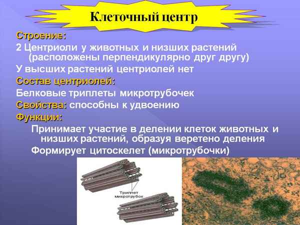 Клеточный центр: открытие в науке, значение, строение и функции