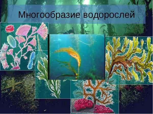 
    Информационные технологии на уроках биологии по теме: "Многообразие водорослей". 7-й класс

      