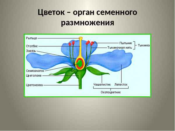 
    Тема урока: "Цветок – орган семенного размножения"

      