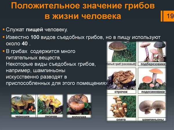 
    Открытый заключительный урок по теме: "Значение грибов в природе и в жизни человека"

      