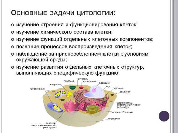 
    Комплект авторских заданий по разделу "Основы цитологии"

      