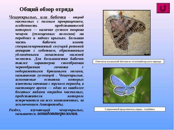 
    Тема урока: "Класс насекомые. Отряд чешуекрылые". 7-й класс

      