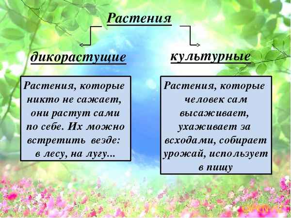 
    Культурные и дикорастущие растения, используемые в народной и современной косметике

      