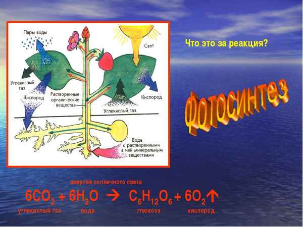 
    Интегрированный урок по биологии и химии на тему: "Необыкновенное вещество вода"

      
