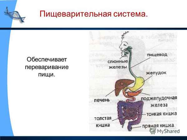 
    Зачетный урок по теме: "Пищеварительная система"

      