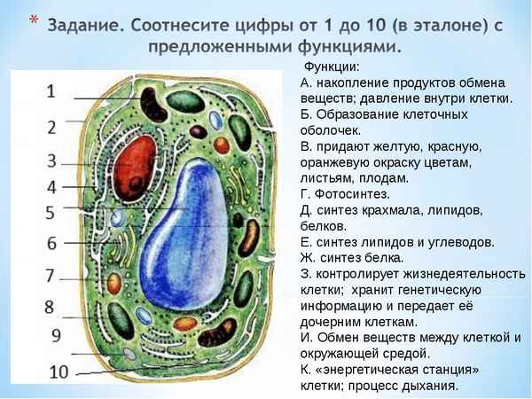 
    Открытый урок по биологии на тему: "Строение клетки". 6-й класс

      