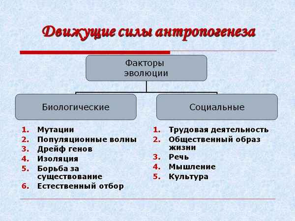 
    Урок по теме: "Движущие силы антропогенеза"

      