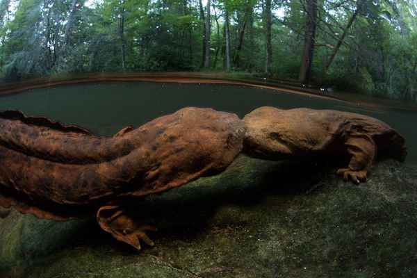 
    Известное и неизвестное в мире животных

      