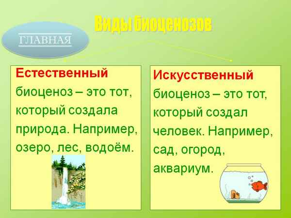 
    Естественные и искусственные биоценозы

      