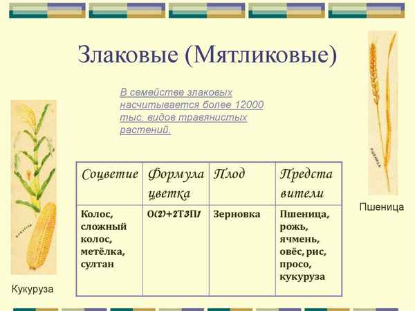 
    Урок по теме: "Семейство злаковых или мятликовые"

      