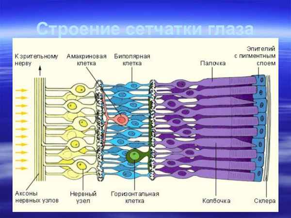 
    Урок биологии в 8-м классе по теме: "Функции сетчатки глаза"

      