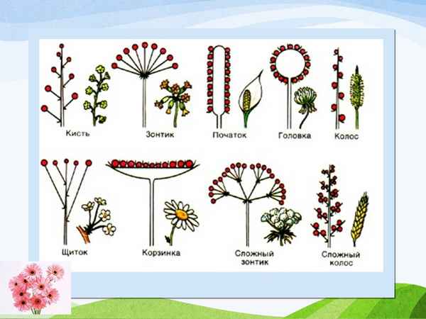 
    Разработка урока "Цветок. Соцветия"

      