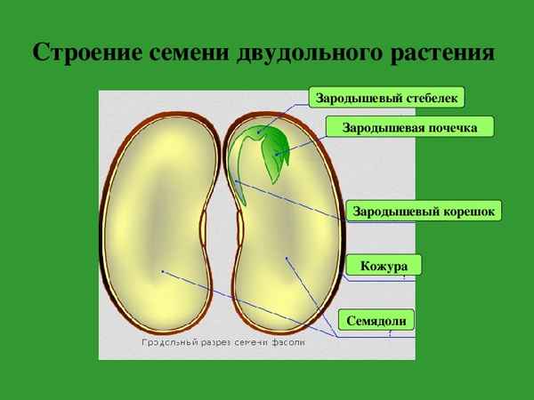 
    Урок биологии по теме: "Строение семени двудольного растения"

      