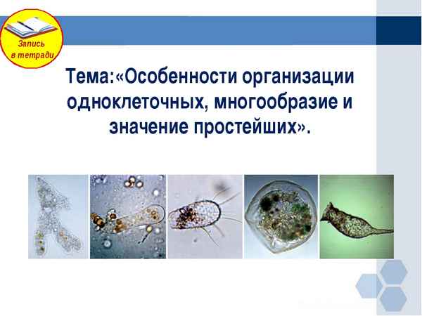 
    Урок на тему: "Особенности организации одноклеточных, многообразие и значение простейших"

      