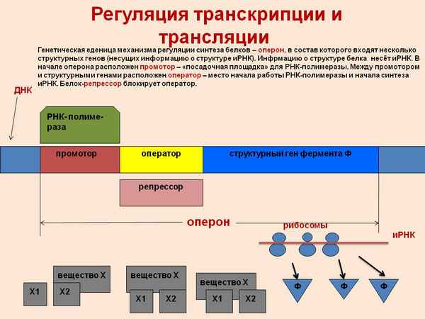 
    Урок биологии в 11-м классе по теме: "Регуляция трaнcкрипции и трaнcляции. Генная и клеточная инженерия"

      