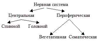
    Обобщающий урок по биологии в 8-м классе на тему: "Нервная система – дирижер нашего организма"

      