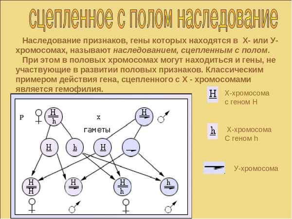 
    Наследование признаков, сцепленных с полом. Генетика пола

      