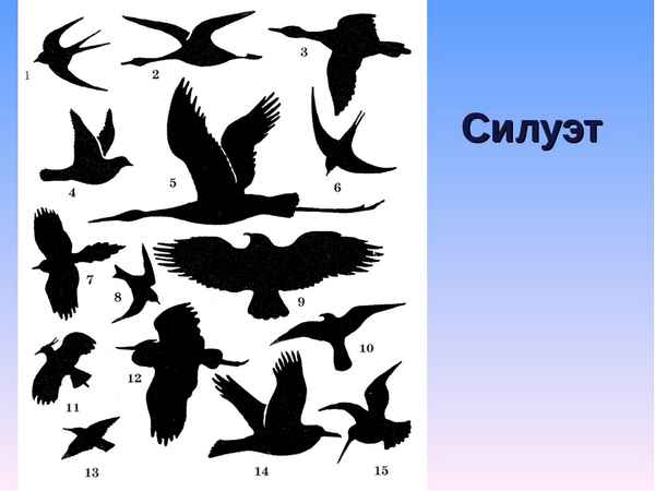 
    Урок-обобщение по теме: "Птицы". 7-й класс

      