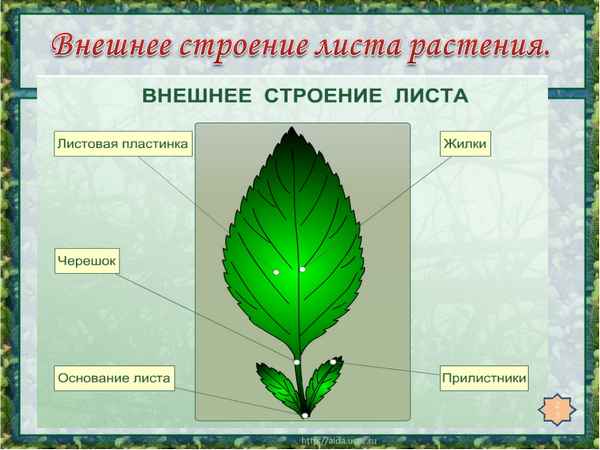 
    Проблемный урок по биологии по теме: "Основная функция зеленого листа". 6-й класс

      