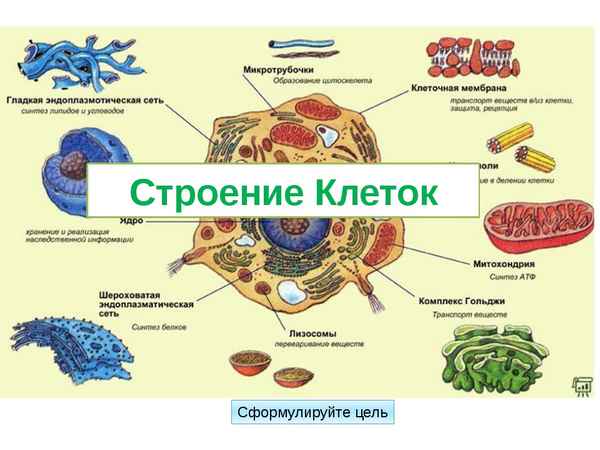
    Урок биологии по теме "Строение клетки"

      