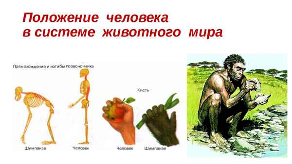 
    Урок биологии в 11-м классе по теме: "Развитие взглядов на происхождение человека. Положение человека в системе животного мира"

      