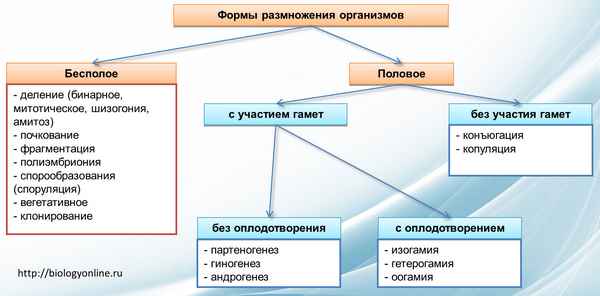 Виды и формы размножения организмов: пoлoвoе и бесполое