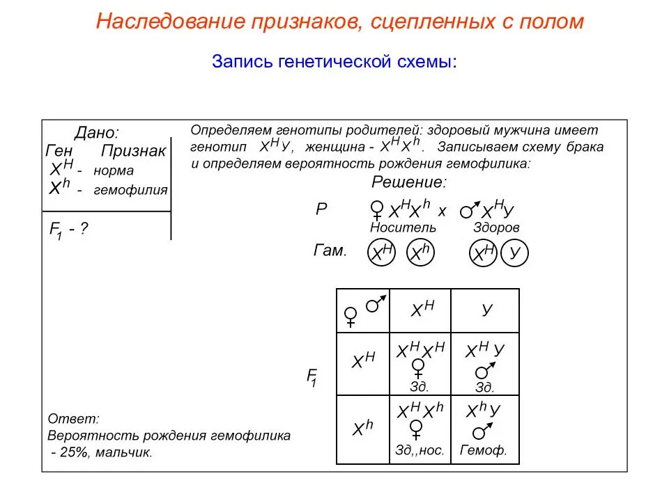 
    Разработка урока по теме "Генетика пола. Наследование признаков, сцепленных с полом"

      