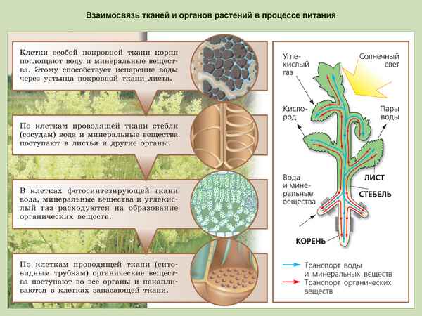 
    Конспект повторительно-обобщающего урока "Жизнедеятельность организма. Взаимосвязь клеток, тканей и органов в организмах", 6-й класс

      
