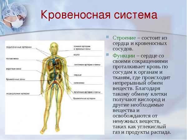 
    Урок биологии "Кровяная система, ее строение и функции"

      