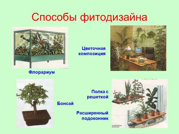 
    Школьный вечер "Путешествие с комнатными растениями". Презентация проекта "Экология и фитодизайн школьного кабинета биологии"

      