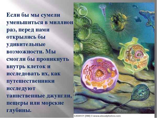 
    Урок биологии в 7-м классе "Человек дарует имя"

      