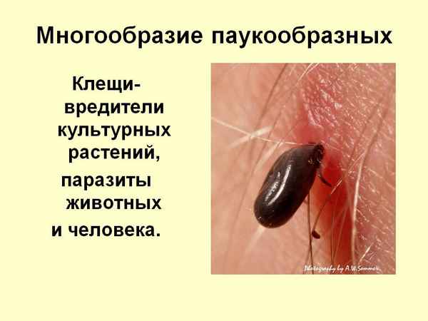 
    Многообразие паукообразных. "Клещи — вредители культурных растений, паразиты животных и человека"

      