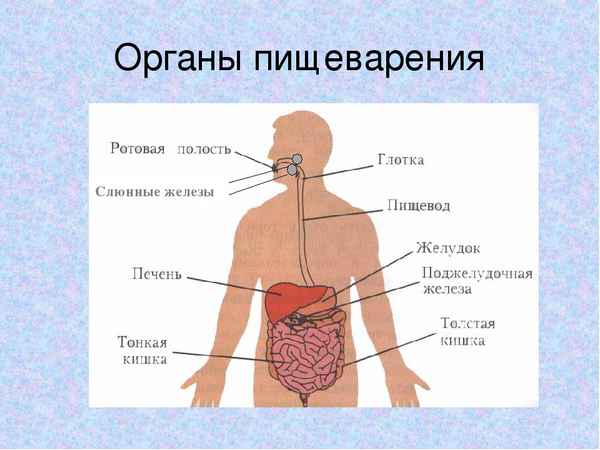 
    "Органы пищеварения". Урок биологии в 7-м классе

      