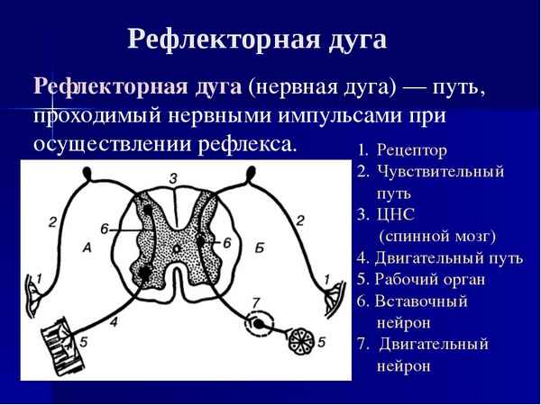 
    Урок-пpaктикум "Рефлекс, рефлекторная дуга"

      