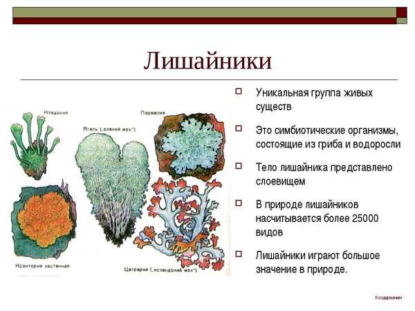
    Урок биологии в 6-м классе "Лишайники"

      