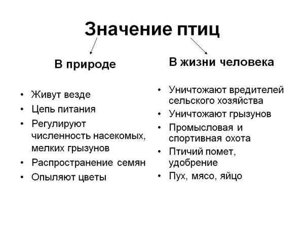 
    Роль птиц в природе и их пpaктическое значение для человека

      