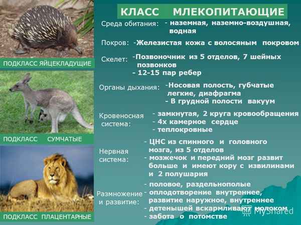 
    Открытый урок по биологии "Класс Млекопитающие"

      