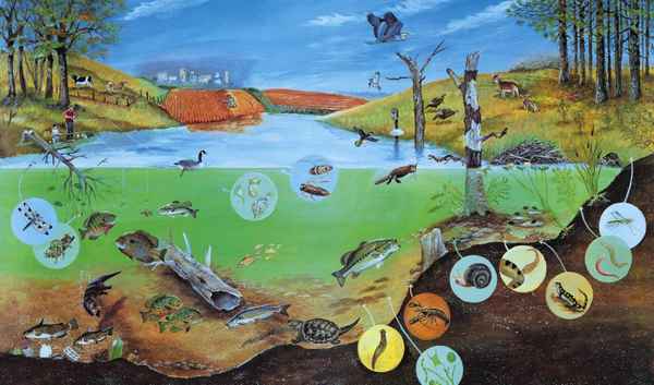 
    Сценарий урока-конкурса по экологии и биологии в 8–9-х классах (биоценоз - болто)

      