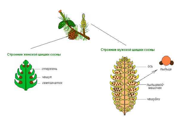 
    Урок по биологии в 7-м классе по теме: "Голосеменные растения". Лабораторная работа "Строение сосны. Пыльца и шишки" (с использованием регионального компонента)

      