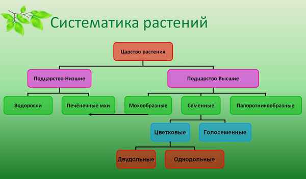 
    Интегрированный урок ботаники и мировой художественной культуры "Тихая жизнь" цветов по теме "Систематика растений"

      