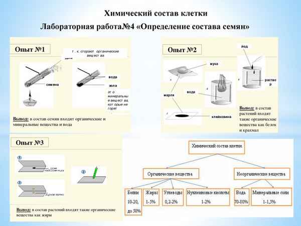 
    Разработка урока "Состав семян". Лабораторная работа

      
