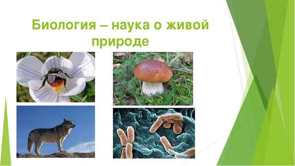 
    Проведение урока по теме "Биология — наука о живой природе"

      
