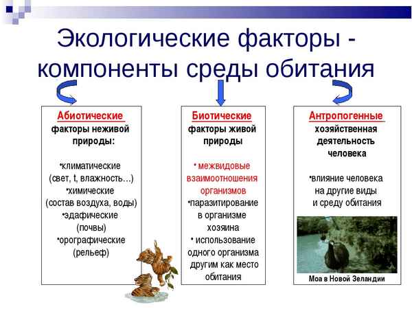 
    Урок природоведения с использованием компьютерных технологий в 5-м классе: "Среда обитания. Факторы среды".

      