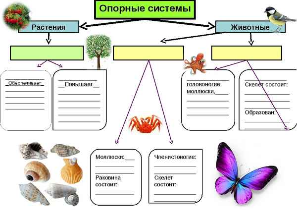 
    "Опopные системы организмов и их значение". Разработка урока в 6-м классе "Живой организм"

      