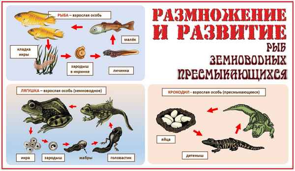 
    Разработка урока "Рыбы. Земноводные. Пресмыкающиеся. Эволюция или сотворение"

      